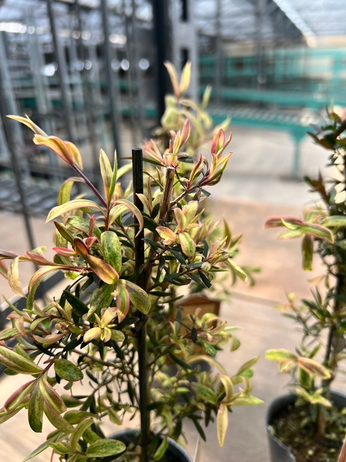 レプトスペルマム ”ボンテグロー” 常緑樹 6号鉢 《農林水産省 出願品種