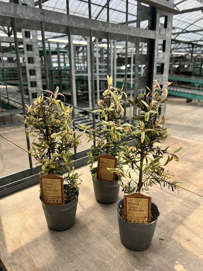 楽天市場】メラレウカ ティーツリー 苗 【レプトスペルマム カッパー