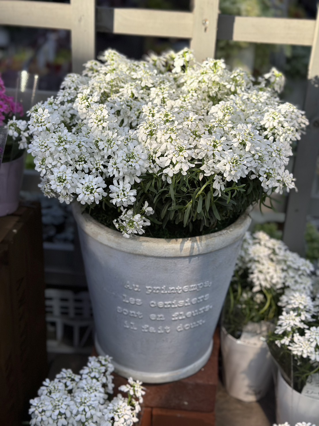 イベリス 'スノーサーファー' 耐寒性宿根草 10.5cmポット | 宿根草