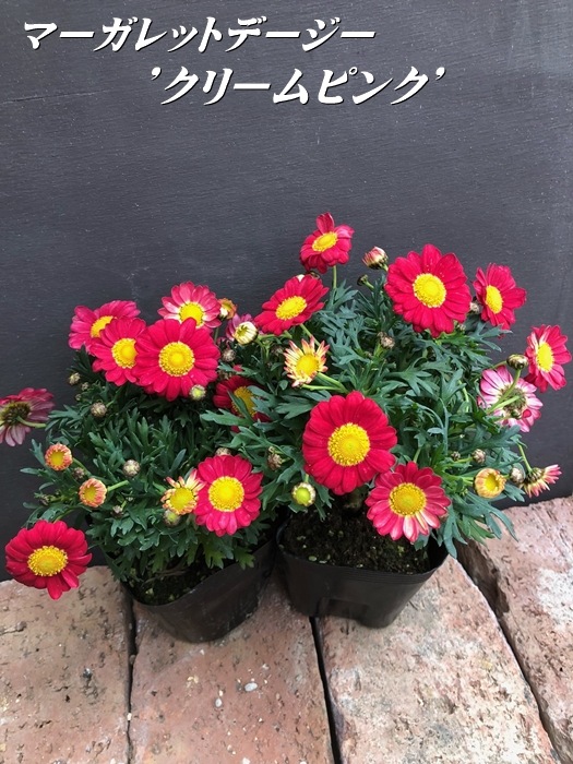 マーガレットデージー　宿根草　10.5cmポット