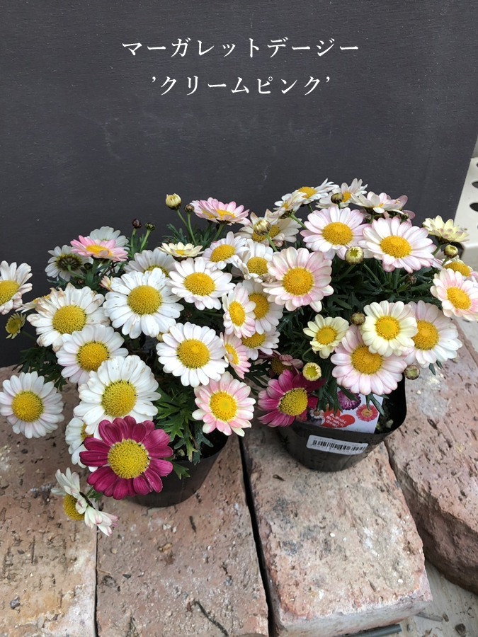 マーガレットデージー　宿根草　10.5cmポット
