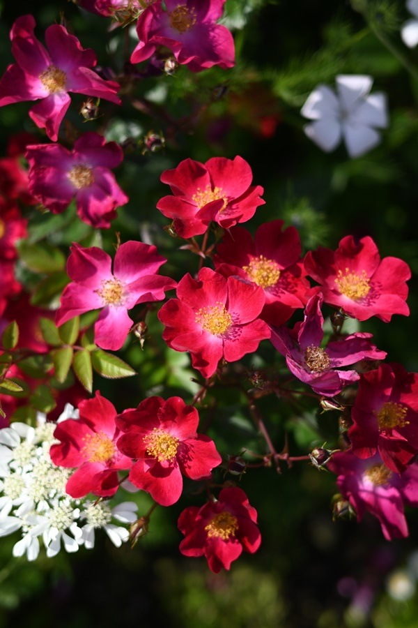 カネット（大苗予約） 7号鉢植え  バラ苗  シュラブローズ  四季咲き  中輪  河本バラ園  Kawamoto Brand Roses  《農林水産省 登録品種》