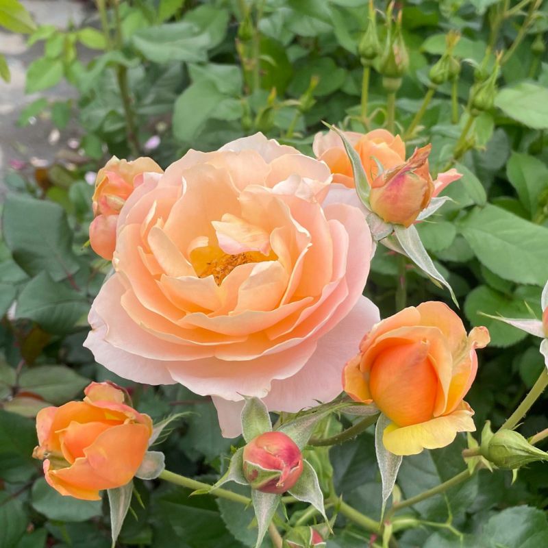 スイート・シフォン（大苗） 7号鉢植え 四季咲き F&Gローズ ローズ