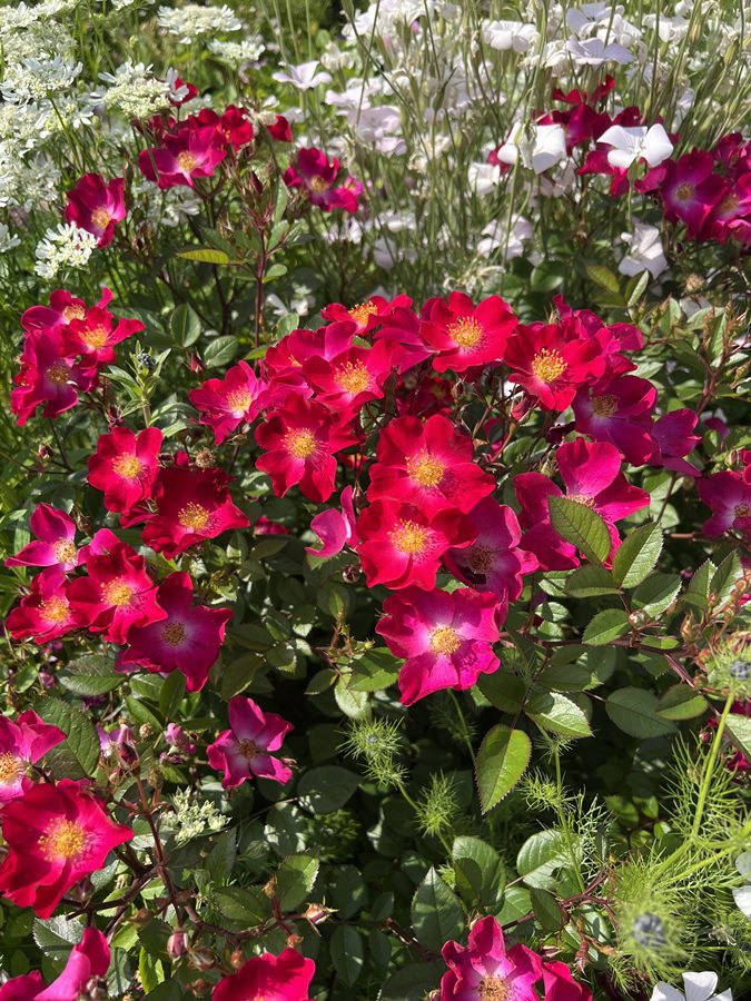 カネット（新苗） 7号鉢植え  バラ苗  シュラブローズ  四季咲き  中輪  河本バラ園  Kawamoto Brand Roses   《農林水産省 登録品種》