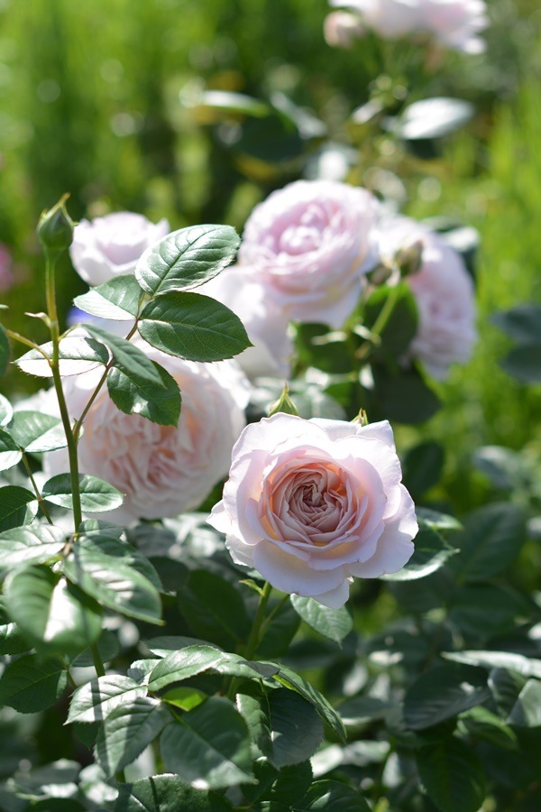 タフタ（大苗予約） 7号鉢植え  バラ苗  シュラブローズ  四季咲き  中輪  河本バラ園  Kawamoto Brand Roses  《農林水産省 登録品種》