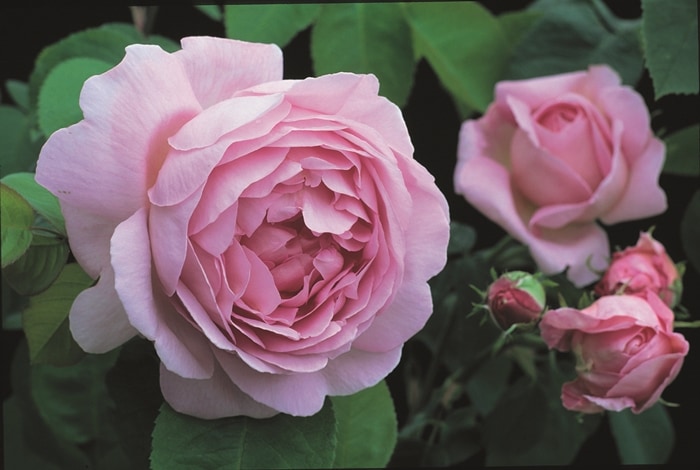 コンスタンス・スプライ(大苗予約)7号鉢植え バラ苗 《Constance Spry (Ausfirst)》 イングリッシュローズ(デビッド・オースチンローズ) つるバラ