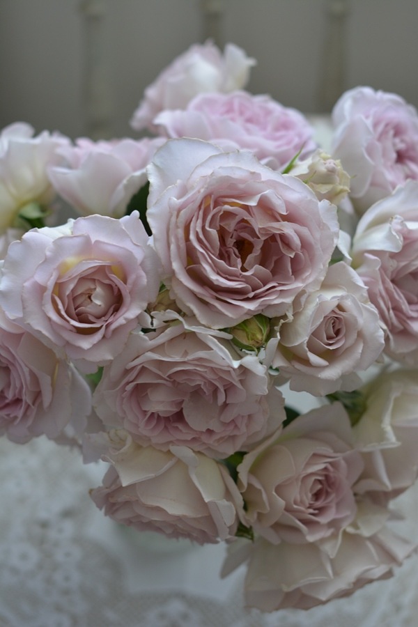 タフタ(新苗予約) 7号鉢植え バラ苗 シュラブローズ 四季咲き 中輪 河本バラ園 Kawamoto Brand Roses 《農林水産省 登録品種》