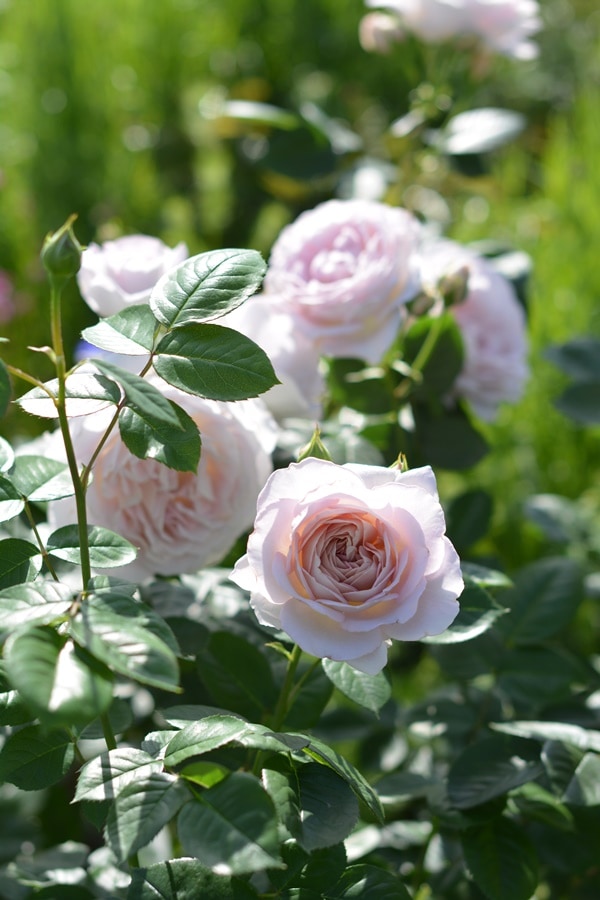 タフタ(新苗予約) 7号鉢植え バラ苗 シュラブローズ 四季咲き 中輪 河本バラ園 Kawamoto Brand Roses 《農林水産省 登録品種》