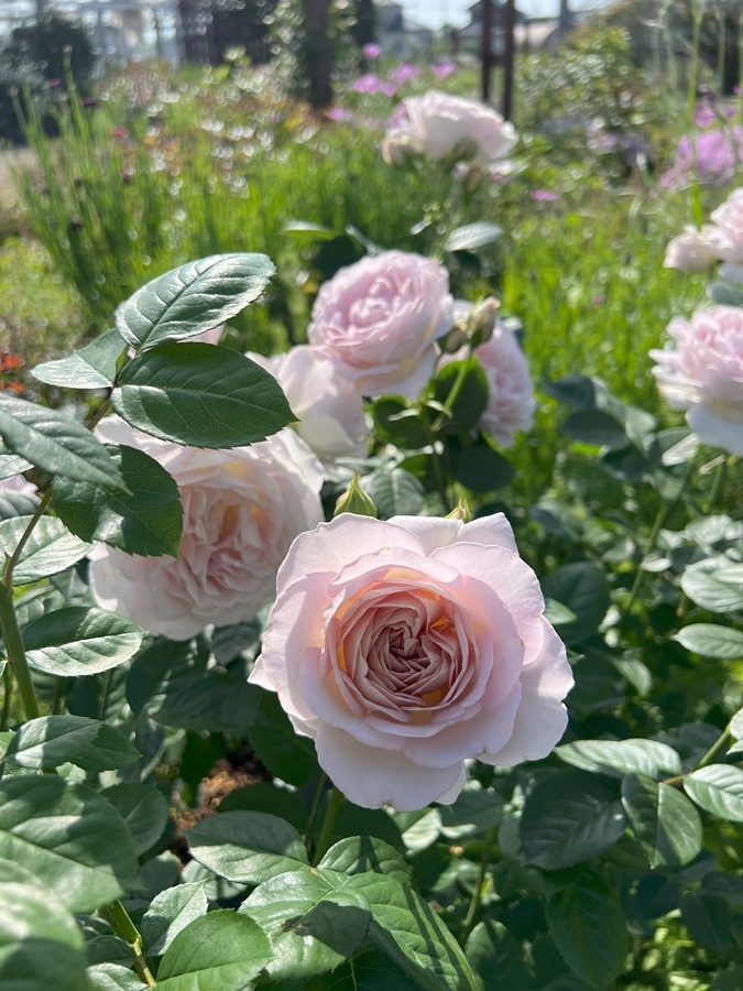 タフタ(新苗予約) 7号鉢植え バラ苗 シュラブローズ 四季咲き 中輪 河本バラ園 Kawamoto Brand Roses 《農林水産省 登録品種》