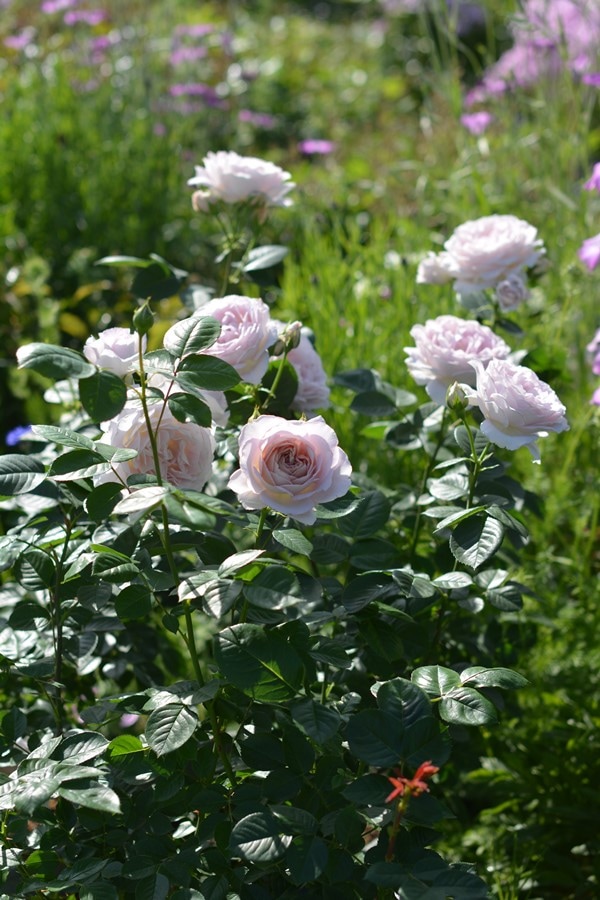 タフタ(新苗予約) 7号鉢植え バラ苗 シュラブローズ 四季咲き 中輪 河本バラ園 Kawamoto Brand Roses 《農林水産省 登録品種》