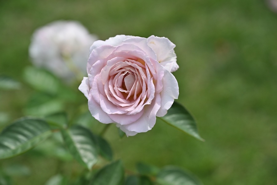 タフタ(新苗予約) 7号鉢植え バラ苗 シュラブローズ 四季咲き 中輪 河本バラ園 Kawamoto Brand Roses 《農林水産省 登録品種》