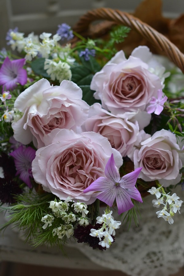 タフタ(新苗予約) 7号鉢植え バラ苗 シュラブローズ 四季咲き 中輪 河本バラ園 Kawamoto Brand Roses 《農林水産省 登録品種》