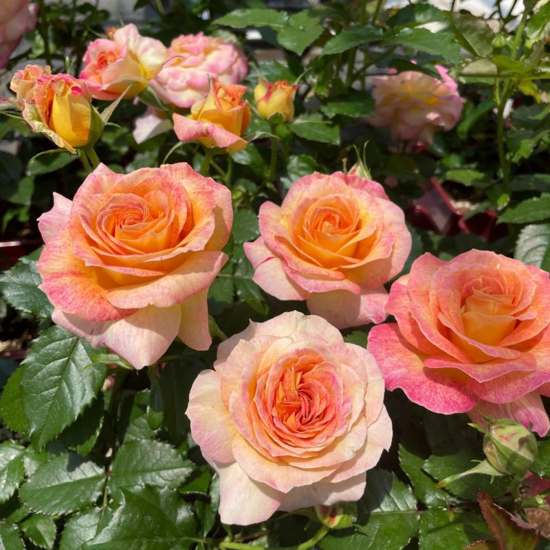 ローヴ・ドゥ・レテ（大苗） 7号鉢植え 四季咲き F&Gローズ