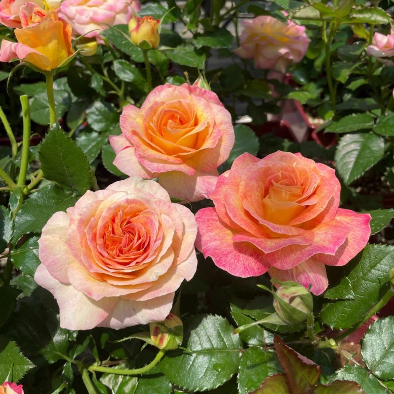 prime-roseさま専用ページ 商品詳細 | トレカアイテムくじOnline