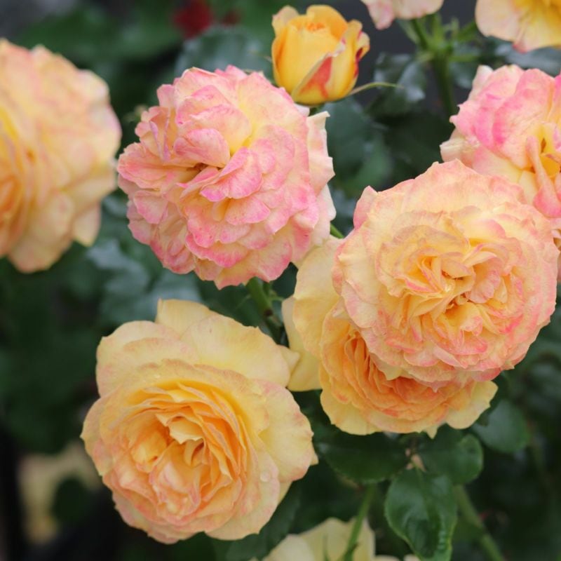 ローヴ・ドゥ・レテ(大苗) 7号鉢植え 四季咲き F&Gローズ セレクションシリーズ バラ苗 《契約品種》