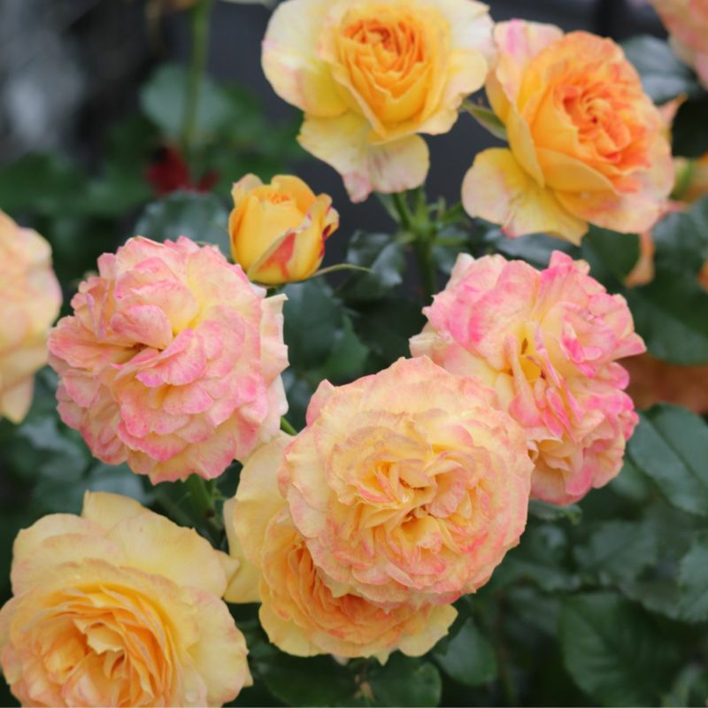 ローヴ・ドゥ・レテ(大苗) 7号鉢植え 四季咲き F&Gローズ セレクションシリーズ バラ苗 《契約品種》