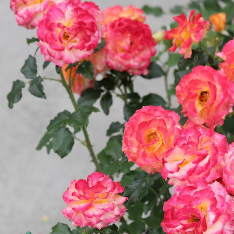 ローヴ・ドゥ・レテ(大苗) 7号鉢植え 四季咲き F&Gローズ セレクションシリーズ バラ苗 《契約品種》