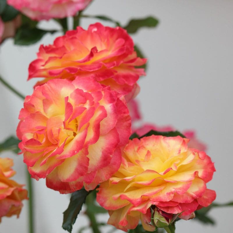 ローヴ・ドゥ・レテ(大苗) 7号鉢植え 四季咲き F&Gローズ セレクションシリーズ バラ苗 《契約品種》