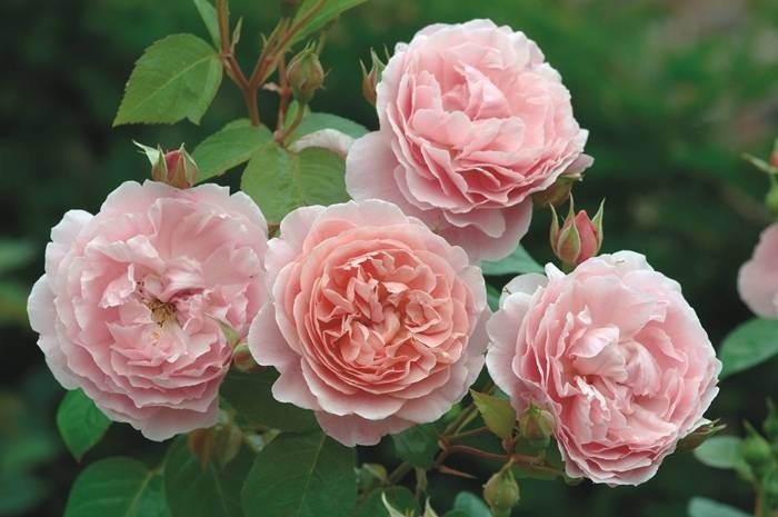 ストロベリー・ヒル（Ausrimini）（大苗予約）7号鉢植え バラ苗 《農林