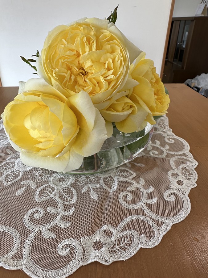 光の素足（ひかりのすあし）（大苗予約）7号鉢植え　 禅ローズ　フロリバンダローズ（四季咲き中輪房咲きバラ） バラ苗  《契約品種》