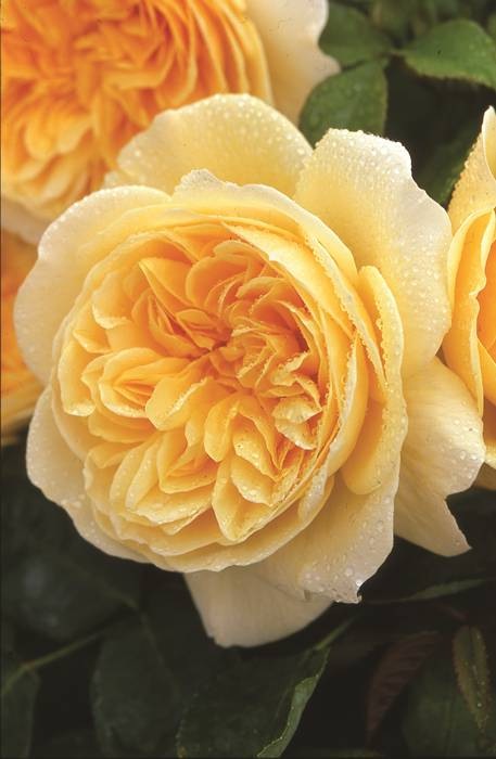 ティージング・ジョージア（大苗予約）7号鉢植え　バラ苗　《農林水産省 登録品種》　イングリッシュローズ（デビッド・オースチンローズ）　つるバラ