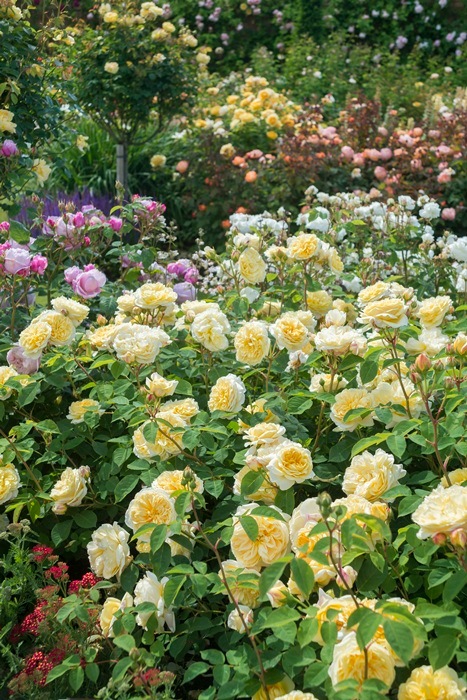 ティージング・ジョージア（大苗予約）7号鉢植え　バラ苗　《農林水産省 登録品種》　イングリッシュローズ（デビッド・オースチンローズ）　つるバラ