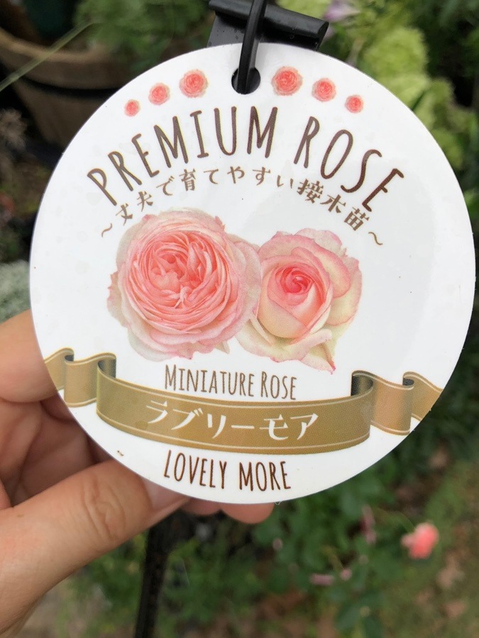 ミニバラ　’ラブリーモア’　7号鉢植え　四季咲き　バラ苗（接木苗）