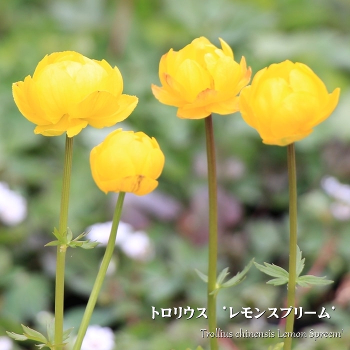 トロリウス 耐寒性宿根草 10.5cmポット