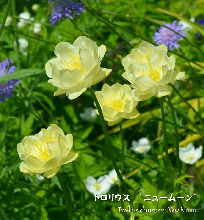 トロリウス 耐寒性宿根草 10.5cmポット