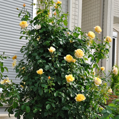 ソレイユ・ヴァルティカル(大苗予約)7号鉢植え バラ苗 《農林水産省 登録品種》 デルバール(Delbard) フレンチローズ 四季咲き