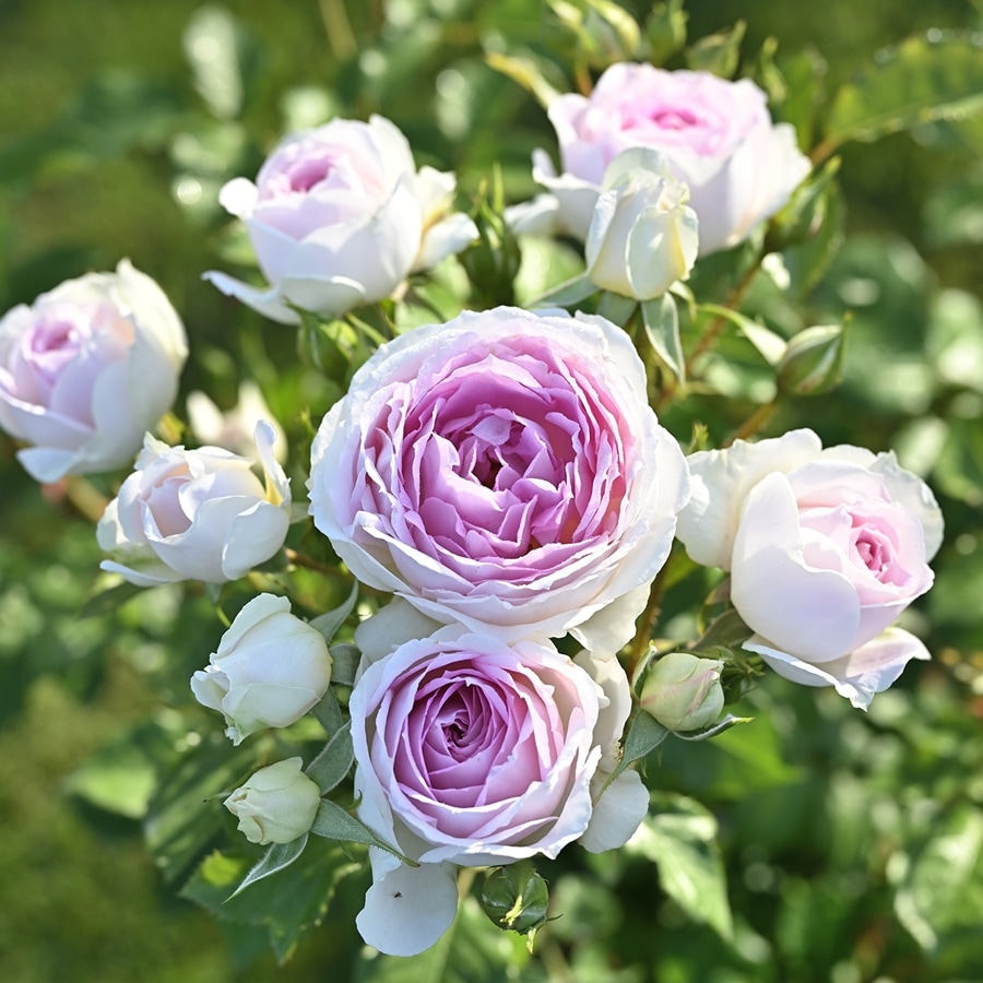 クルール・デ・ラムール(大苗予約)7号鉢植え デルバール(Delbard) フレンチローズ 四季咲き バラ苗 《農林水産省 登録品種》
