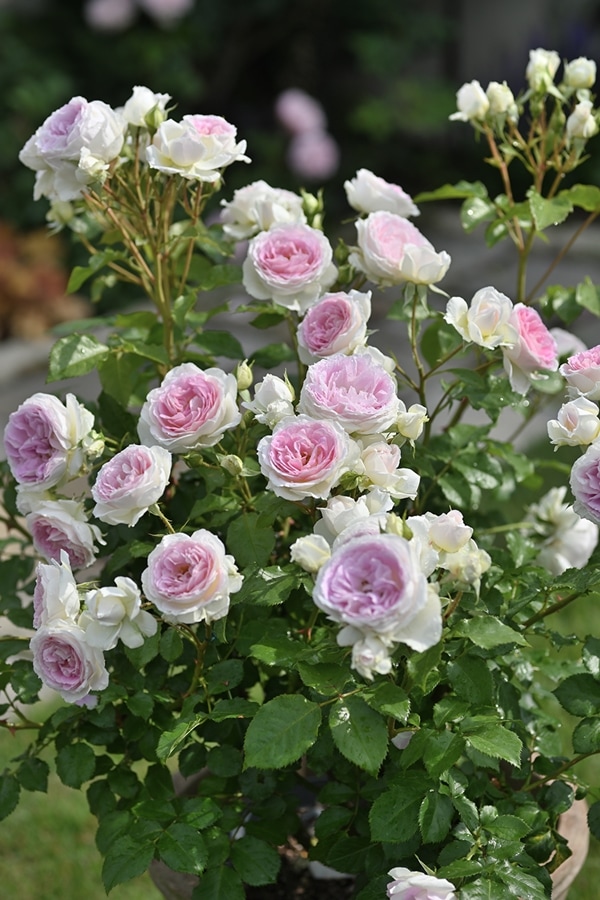 クルール・デ・ラムール(大苗予約)7号鉢植え デルバール(Delbard) フレンチローズ 四季咲き バラ苗 《農林水産省 登録品種》