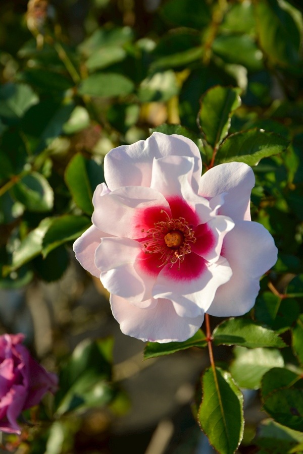 こころね（大苗予約）7号鉢植え バラ苗 ロサ・オリエンティス