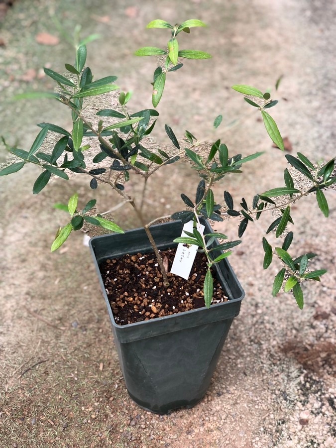 オリーブ・アルベルキーナ 果樹 7号鉢植え | 果樹・花木 | | バラと