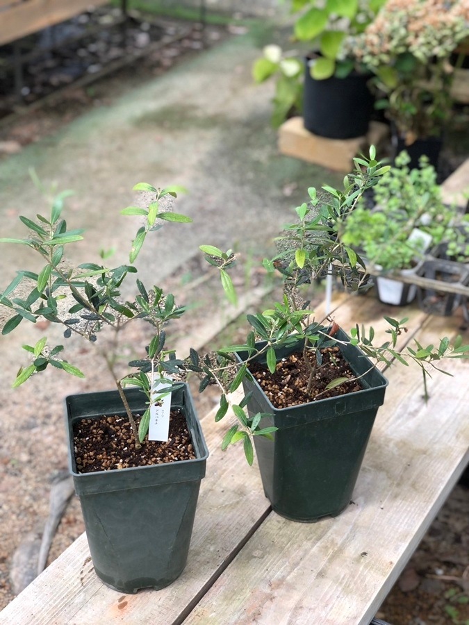 オリーブ・アルベルキーナ 果樹 7号鉢植え | 果樹・花木 | | バラと