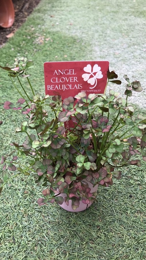 エンジェルクローバー　三つ葉クローバー　宿根草
