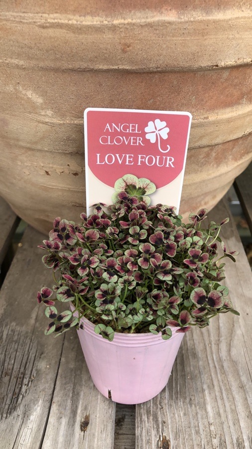 エンジェルクローバー　三つ葉クローバー　宿根草