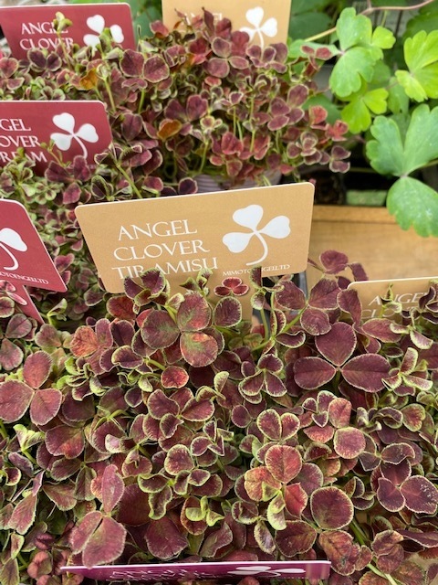 エンジェルクローバー　三つ葉クローバー　宿根草