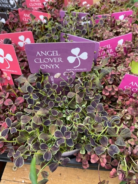 エンジェルクローバー　三つ葉クローバー　宿根草