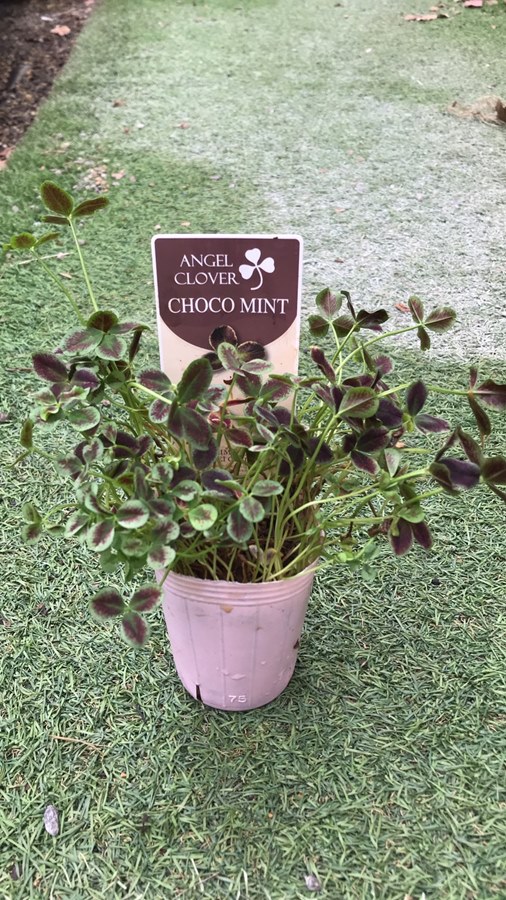 エンジェルクローバー　三つ葉クローバー　宿根草