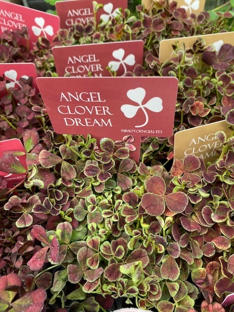エンジェルクローバー　三つ葉クローバー　宿根草