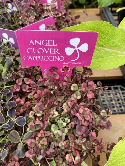 エンジェルクローバー　三つ葉クローバー　宿根草