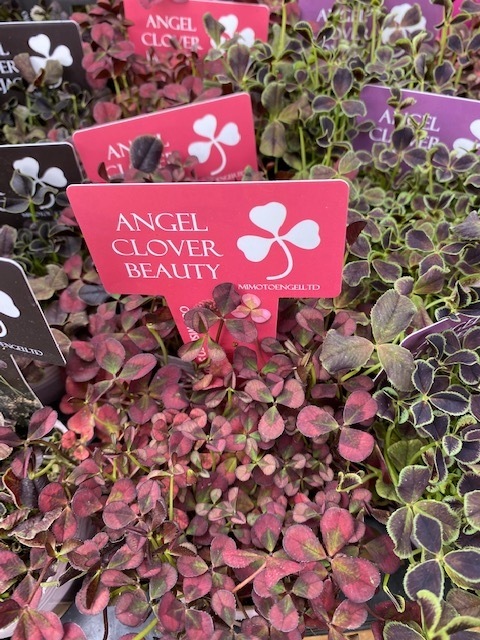 エンジェルクローバー　三つ葉クローバー　宿根草