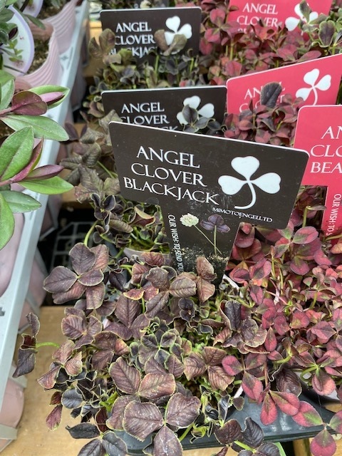 エンジェルクローバー　三つ葉クローバー　宿根草