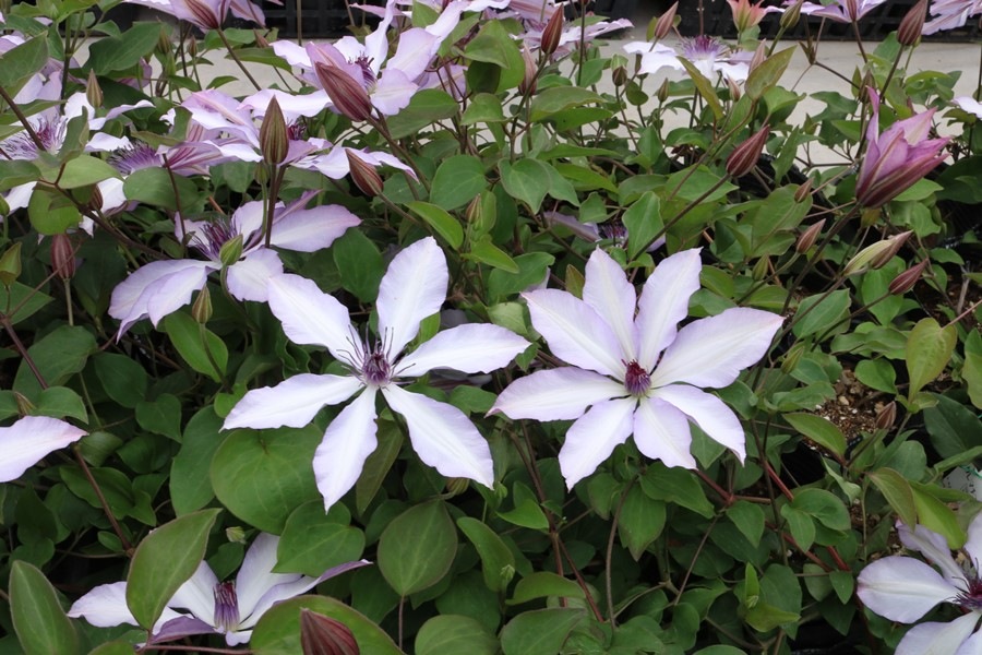 クレマチス　'アフロディーテ・ナナミール’　系統：インテグリフォリア系　12cmポット《予約苗　2026年2月》　湘南クレマチス園オリジナル　《農林水産省 品種登録出願中》