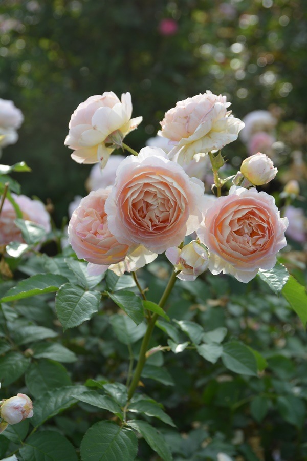 サシェ（大苗予約）7号鉢植え　バラ苗　ロサ・オリエンティス   プログレッシオシリーズ 《種苗登録出願中》