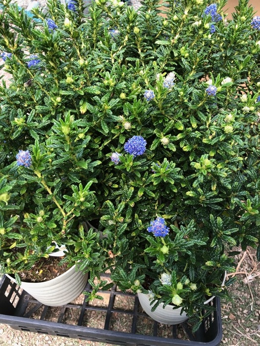 セアノサス 'カリフォルニアライラック' 常緑低木 青花 7号鉢植え