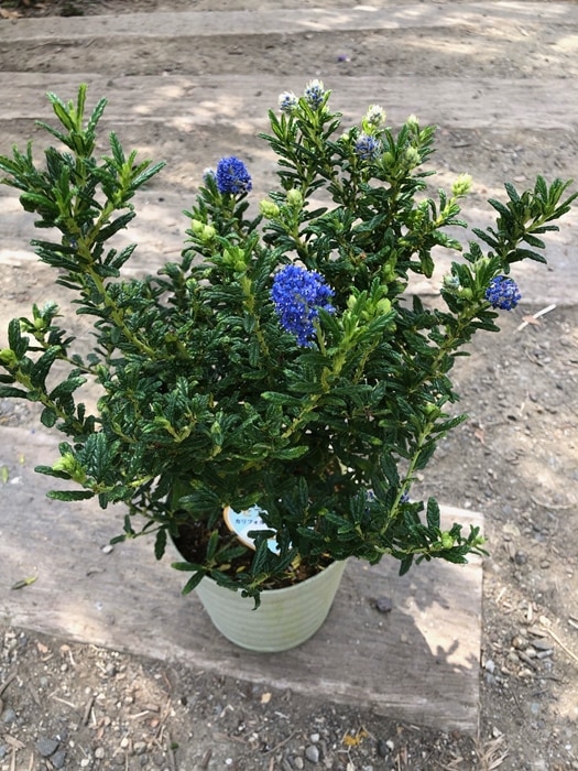 セアノサス　’カリフォルニアライラック’　常緑低木　青花　7号鉢植え