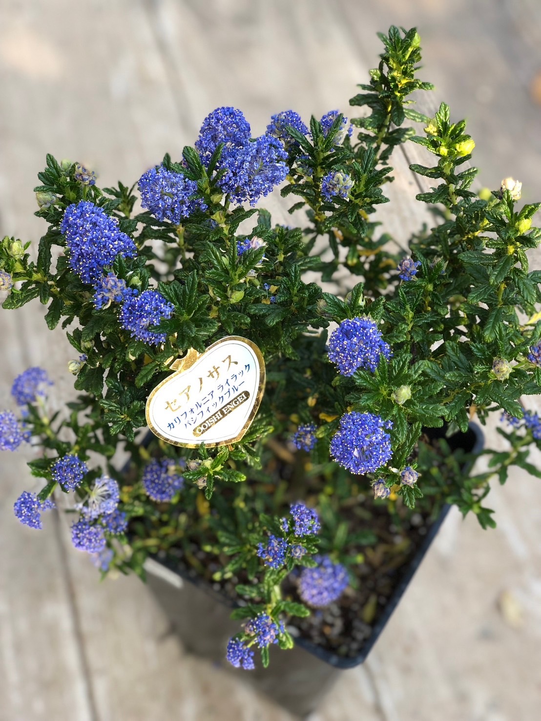 セアノサス 'カリフォルニアライラック' 常緑低木 青花 7号鉢植え
