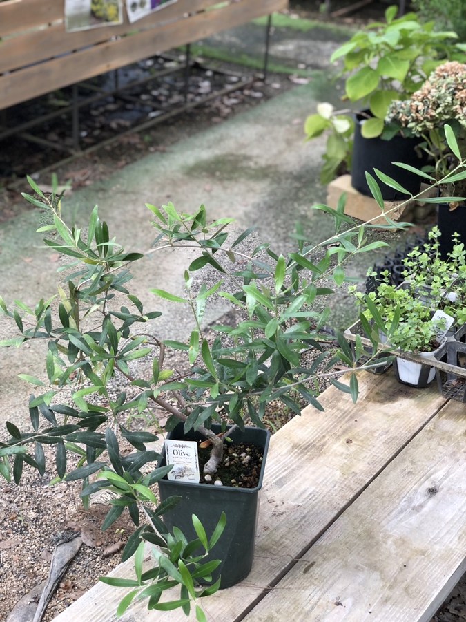 オリーブ・ネバディロブランコ 果樹 7号鉢植え | 果樹・花木 | | バラ